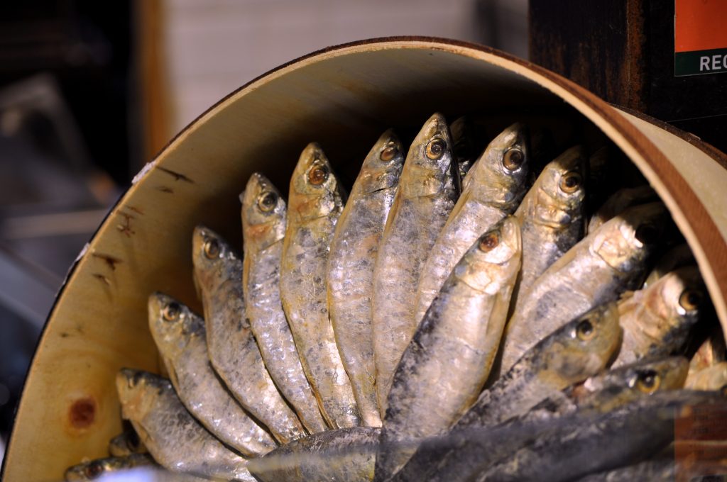 Oil Sardine Fish Facts