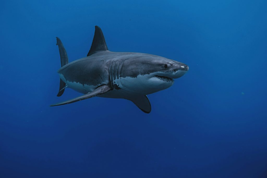 Shocking Facts About Sharks