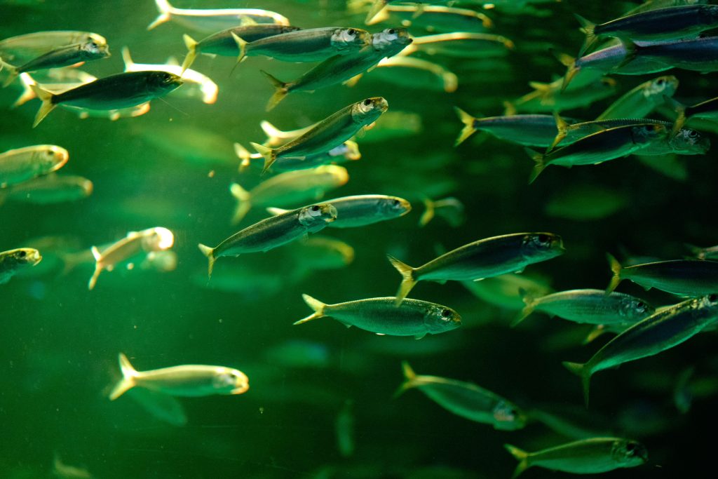 Oil Sardine Fish Facts