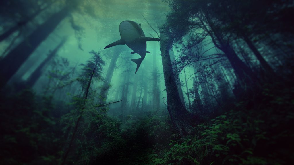 Shocking facts about sharks 