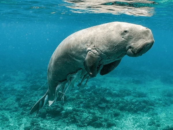 dugong spotted while snorkelling beautiful 600nw 2522669297 1 Bond Safari Academy
