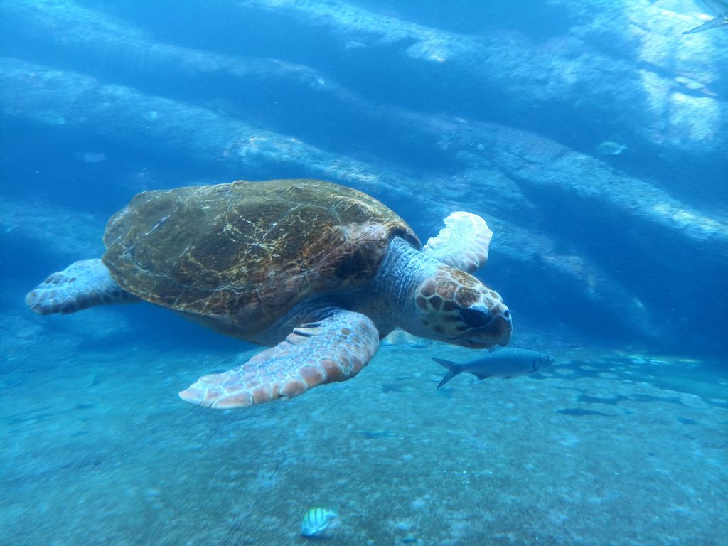 Scuba Diving in Kovalam