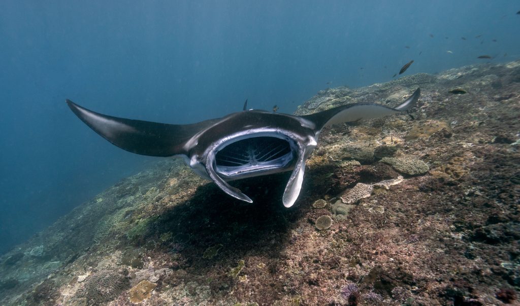Manta Ray Scuba Diving Kerala