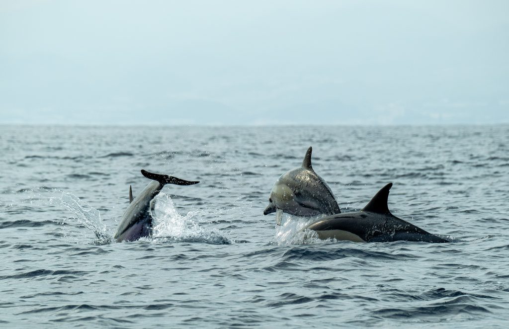fun facts about dolphins – pod of bottlenose dolphins leaping through ocean waves