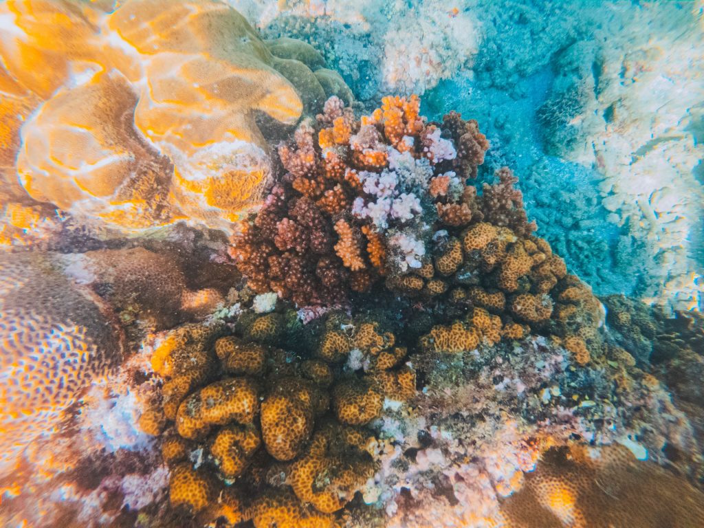Coral Reef Scuba Diving in Kovalam: 15 Mind-Blowing Facts You Won't Believe 3 Coral reef scuba diving