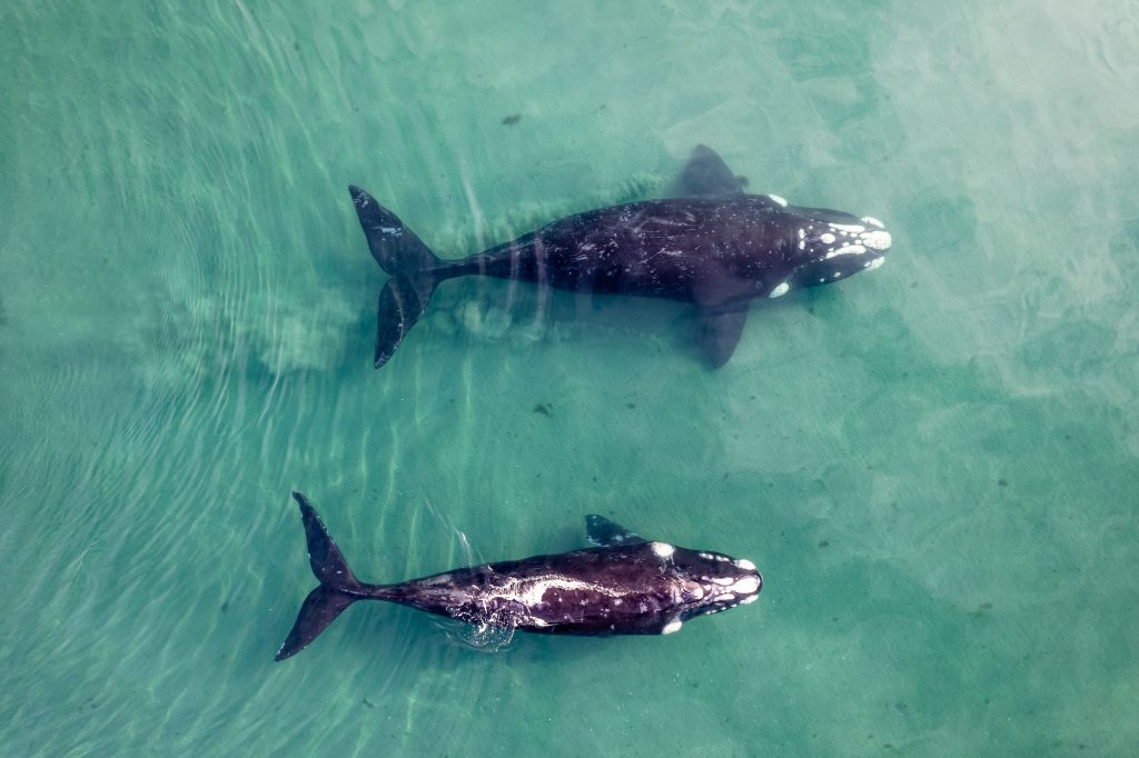 whales scuba diving in Kerala