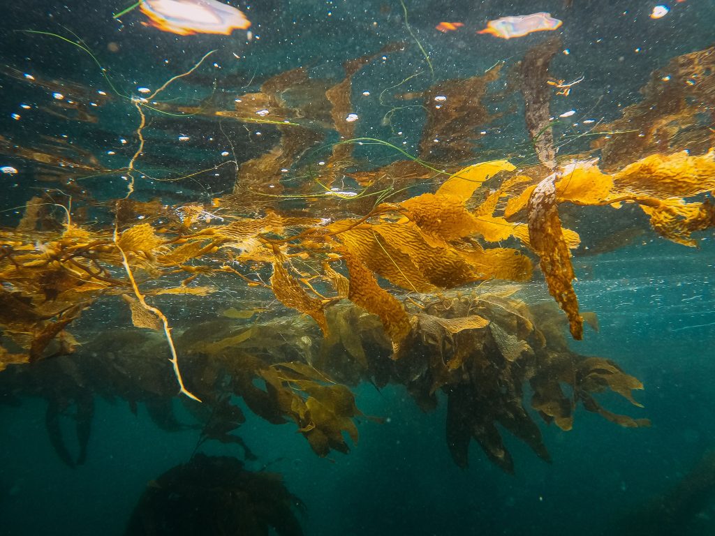 Seaweed Scuba Diving in Kovalam: 7 Mind-Blowing Secrets of the Underwater World 2 Seaweed Scuba Diving