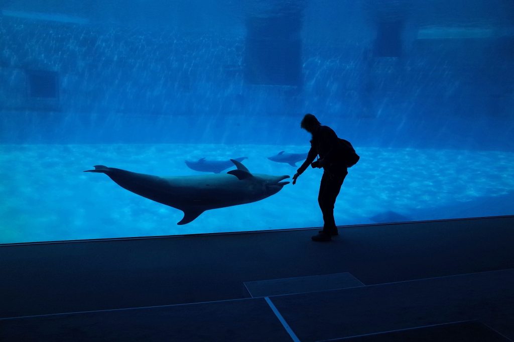 fun facts about dolphins – close up of dolphin using echolocation underwater