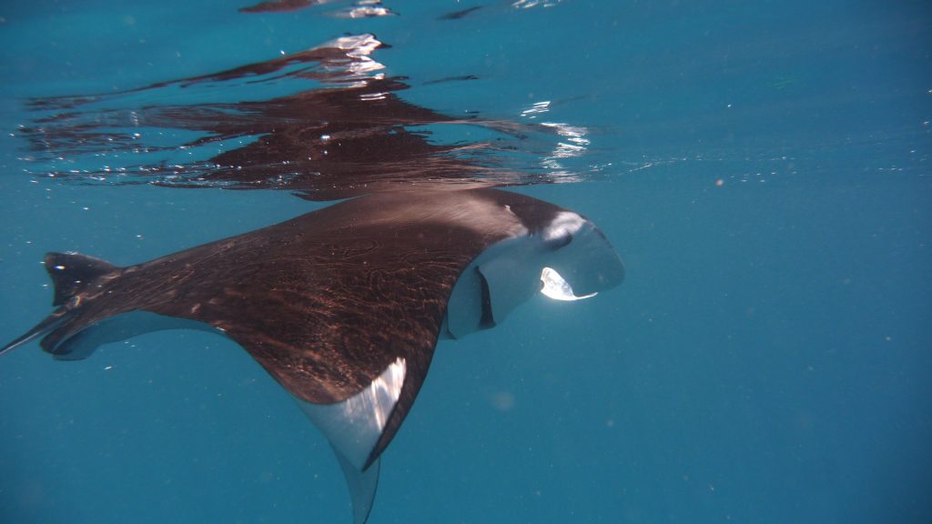Manta Ray Scuba Diving Kerala