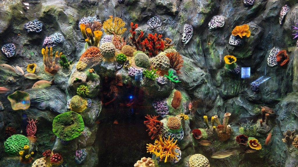 Coral Reef Scuba Diving in Kovalam: 15 Mind-Blowing Facts You Won't Believe 1 Coral reef scuba diving