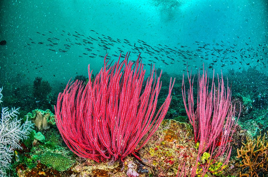 Coral Reef Scuba Diving in Kovalam: 15 Mind-Blowing Facts You Won't Believe 2 Coral reef scuba diving