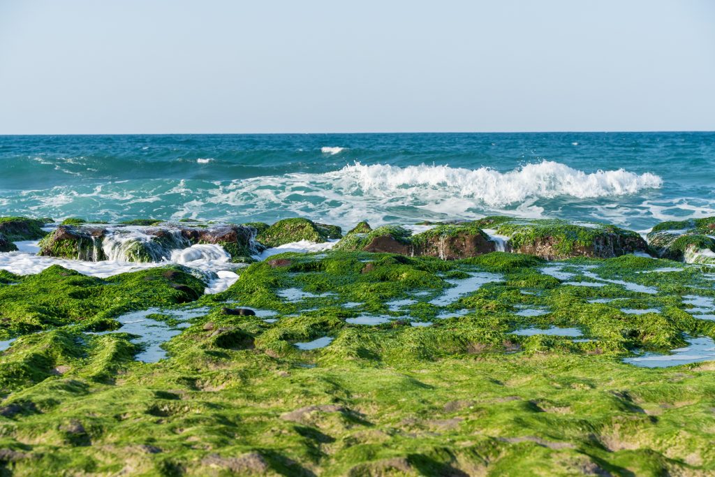 Seaweed Scuba Diving in Kovalam: 7 Mind-Blowing Secrets of the Underwater World 3 pexels wei86 travel 31932701 37331627 Bond Safari Academy