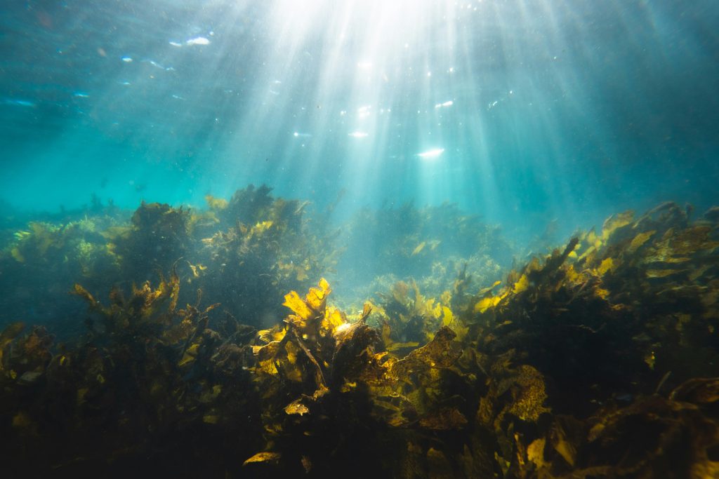 Seaweed Scuba Diving in Kovalam: 7 Mind-Blowing Secrets of the Underwater World 1 Seaweed Scuba Diving