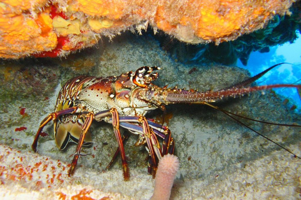 Crustaceans & scuba diving at Kovalam