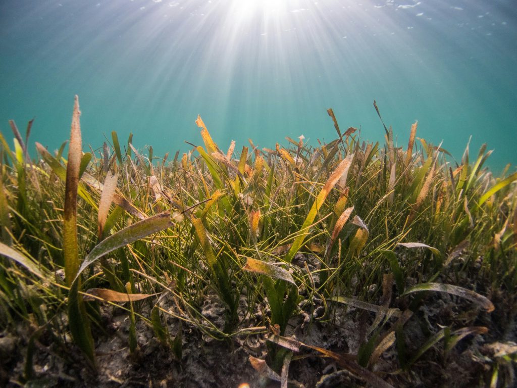 Seagrass scuba diving in Kovalam – diver gliding over a green seagrass meadow
