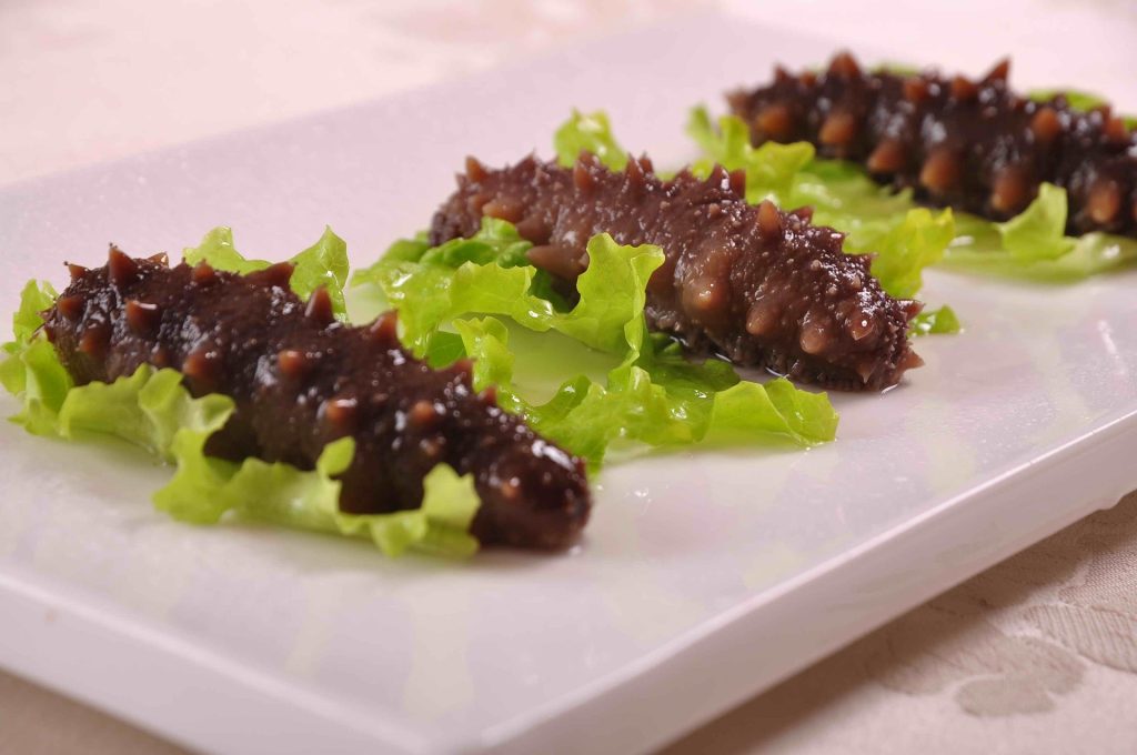 daqisheji sea cucumber 2602720 1920 Bond Safari Academy