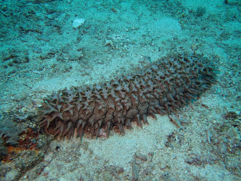Sea cucumbers and scuba diving at Kovalam with Bond Safari