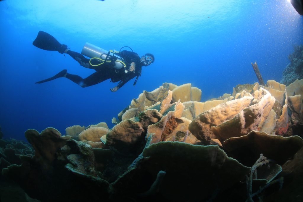 Scuba diving in Ocean