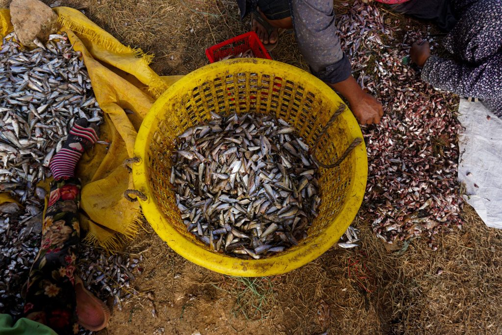 Bycatch fishing in Kerala