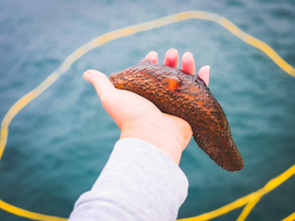 Sea cucumbers and scuba diving at Kovalam with Bond Safari