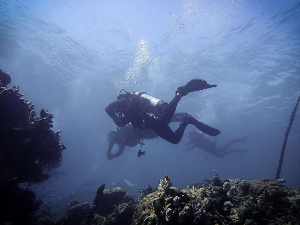 Seagrass scuba diving beginners learning buoyancy with a PADI instructor in Kovalam