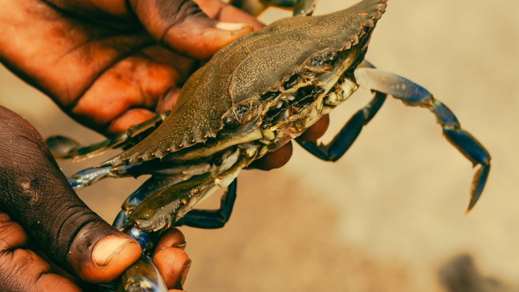 Crustaceans & scuba diving at Kovalam